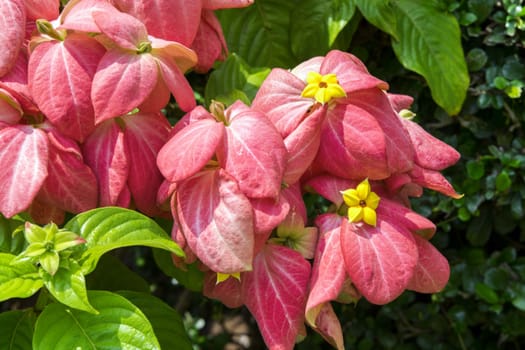 Red Mussaenda Philippica, Virgin Tree in Garden, Thailand.