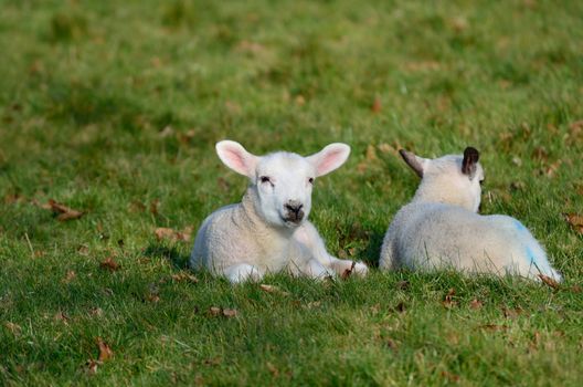 Two baby lambs in field