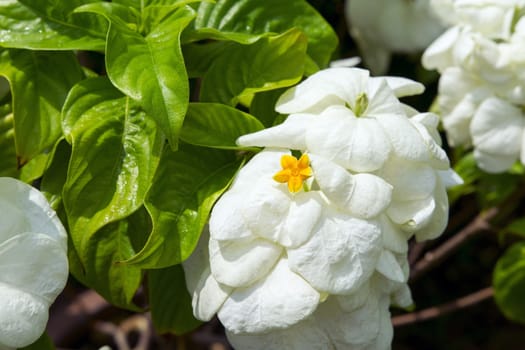 White Mussaenda Philippica or Virgin Tree in the Garden, Thailand.