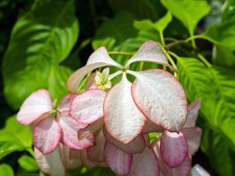 Pink Mussaenda Philippica or Virgin Tree in the Garden, Thailand.