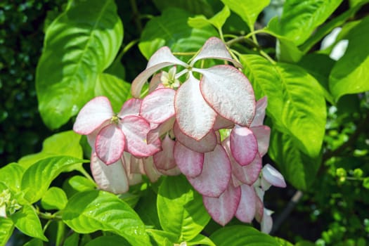 Mussaenda Philippica or Virgin Tree in the Garden, Thailand.