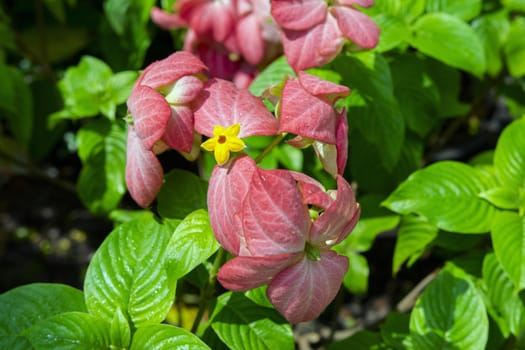 Mussaenda Philippica or Virgin Tree in Garden, Thailand.