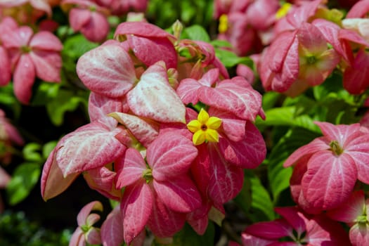 Mussaenda Philippica, Virgin Tree in Garden, Thailand.