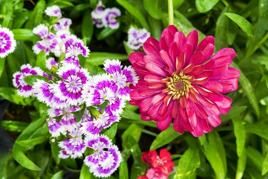 Red Georgina and Dianthus Caryophyllus Together in the Garden.