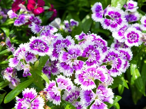 Dianthus Caryophyllus, carnation or clove pink, is a species of Dianthus.