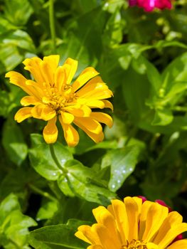 Yellow Georgina is a genus of bushy, tuberous, herbaceous perennial plants.