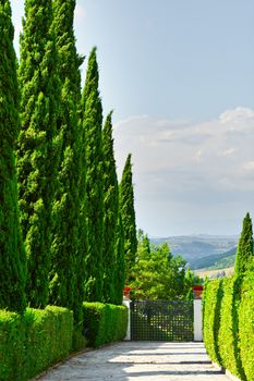 Cypress Alley Leading to the Farmhouse in Tuscany