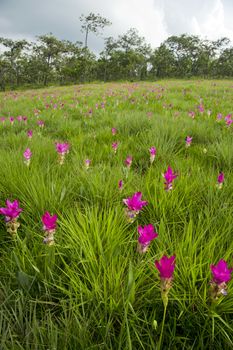 Siam Tulip Field in misty morning