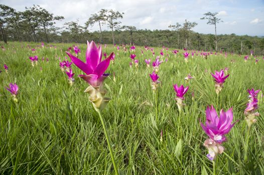 Siam Tulip Field in misty morning