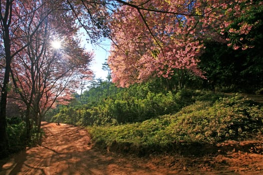 Sakura pink flower on mountain in thailand, cherry blossom