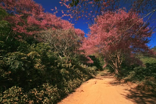 Sakura pink flower on mountain in thailand, cherry blossom