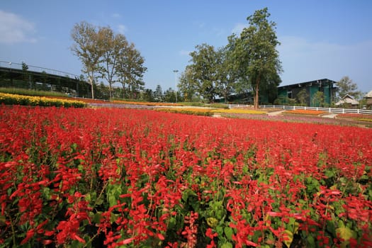 Royal Flora Expo, Chiang Mai, Thailand