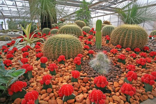 Colorful cactus field in the morning