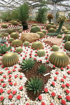 Colorful cactus field in the morning