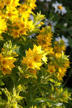 Bushes of yellow flowers in the afternoon