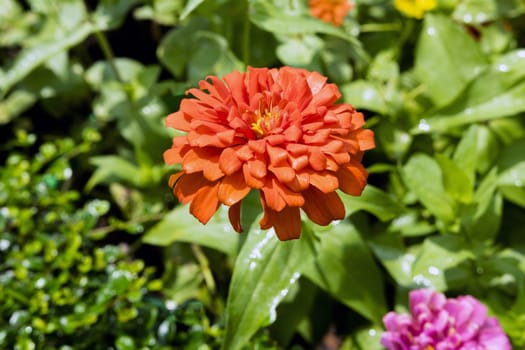 Orange Dahlia is a genus of bushy, tuberous, herbaceous perennial plants.