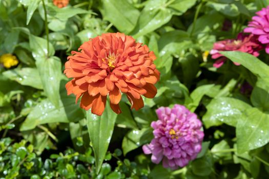 Orange Georgina is a genus of bushy, tuberous, herbaceous perennial plants.