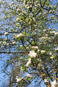 Apple blossoms in spring can use as background 