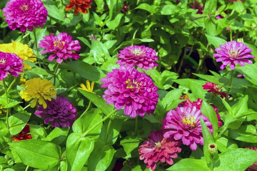 Dahlia is a genus of bushy, tuberous, herbaceous perennial plants.