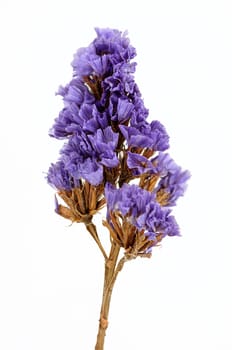 Dry flower isolated on white background