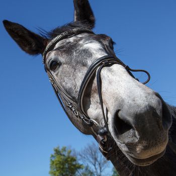 A close up grayish horse head with dark eyes and big ears