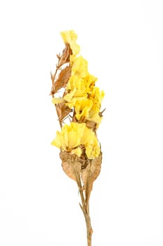 Dry flower isolated on white background