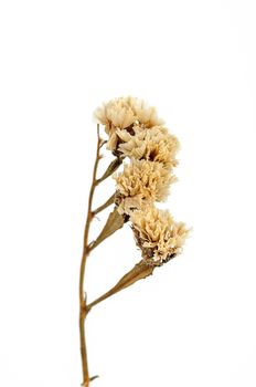 Dry flower isolated on white background