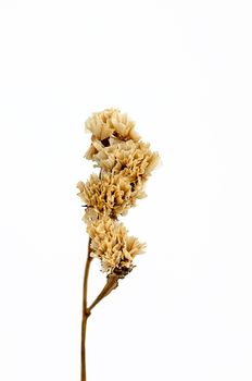 Dry flower isolated on white background