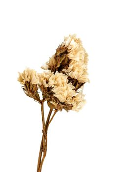 Dry flower isolated on white background