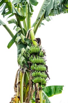 Green banana hanging on a branch of a banana tree 