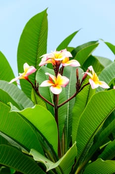 Plumeria flowers with leaves in background