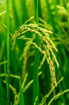 Ear of rice  in countryside of Thailand 