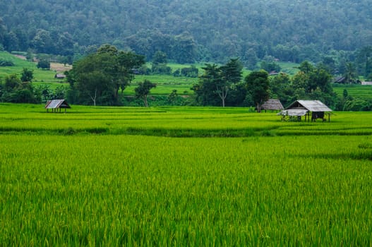 Field rice and farmer hut in countryside of Thailand 