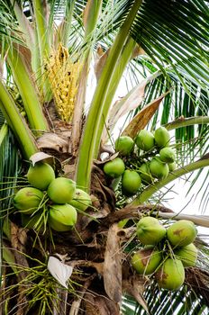 Bunch of coconuts on tree