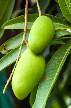 Green mangoes hanging on the tree.