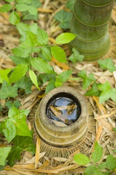 Water collection on a cut bamboo stem