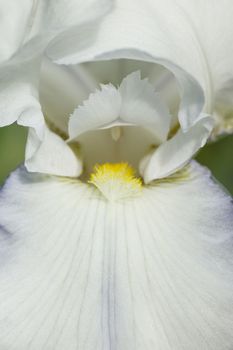 Detail of Iris flower in full Spring bloom