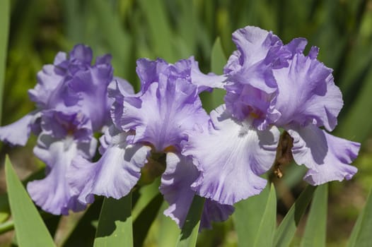 Detail of Iris flower in full Spring bloom
