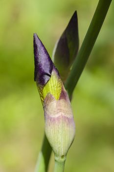Detail of Iris flower in full Spring bloom