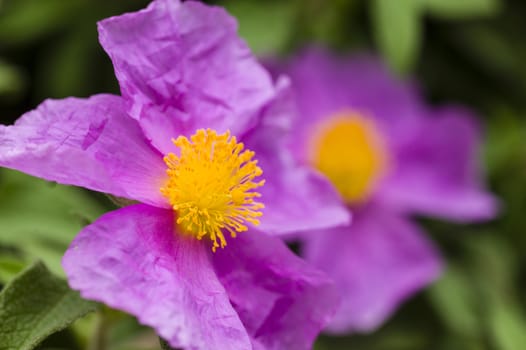 Rock rose pink flowers with yellow pistils and stamen