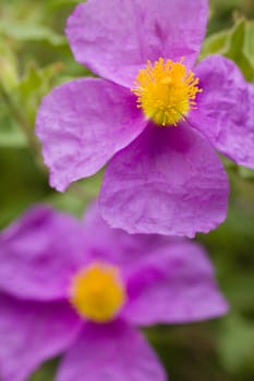 Rock rose pink flowers with yellow pistils and stamen