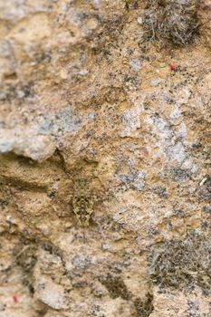 Small grasshopper in camouflage with a rock texture