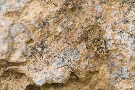 Small grasshopper in camouflage with a rock texture