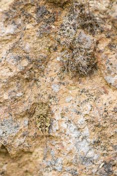 Small grasshopper in camouflage with a rock texture