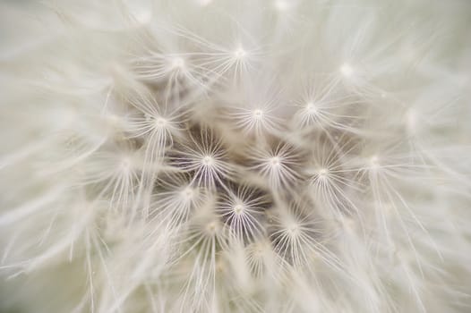 Dandelion seed cap ready to fly away, Taraxacum officinalis
