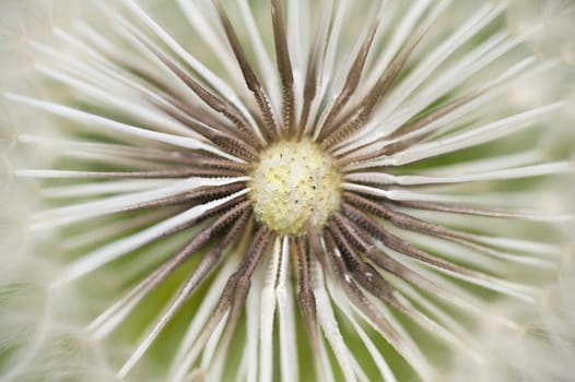 Dandelion seed cap ready to fly away, Taraxacum officinalis