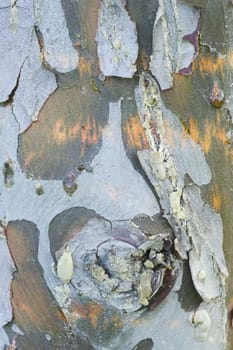 Plain tree detail of bark with colorful spots