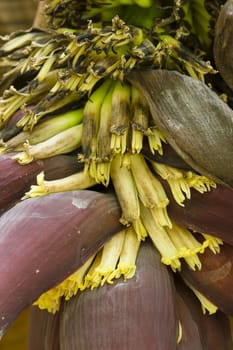 Yellow flowers of a banana tree, Musa