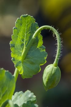 Green bud flower of Papaver somniferum, opium poppy.