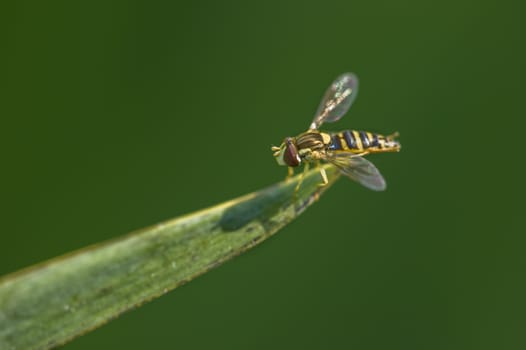 Sirphyd fly perched on tip of grass blade